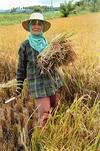 Developing resilient crops